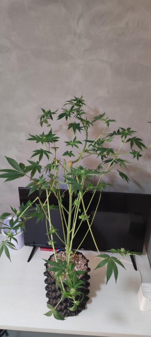 Blue Zushi. Week 8