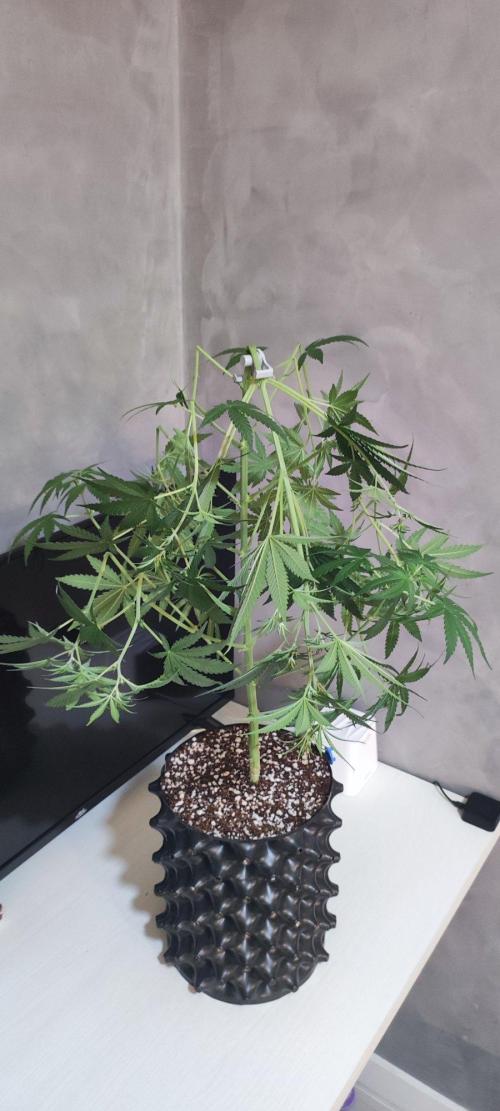 Grateful End OG. Week 7