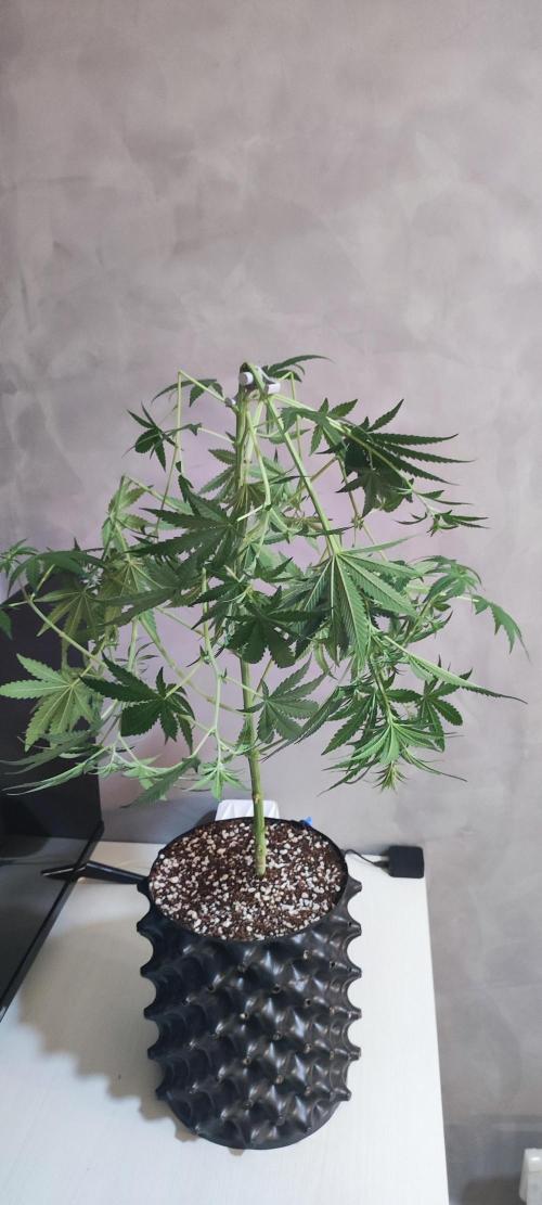 Grateful End OG. Week 7