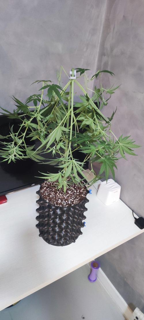 Grateful End OG. Week 7