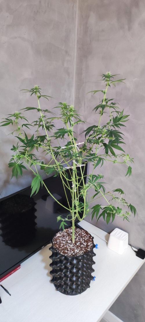 Grateful End OG. Week 8