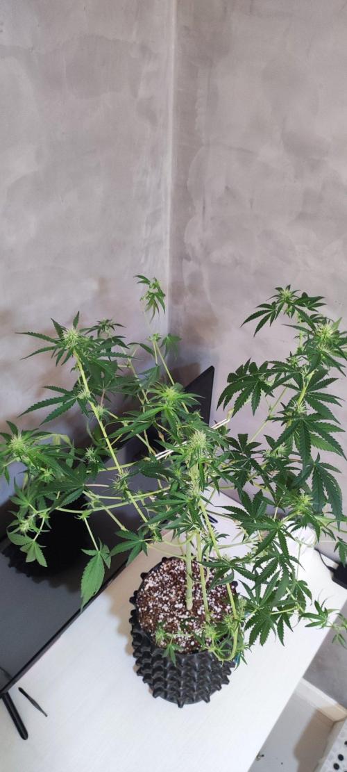 Grateful End OG. Week 8