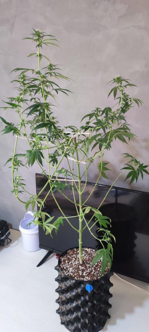 Grateful End OG. Week 8