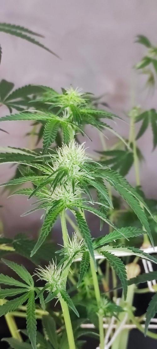 Grateful End OG. Week 8