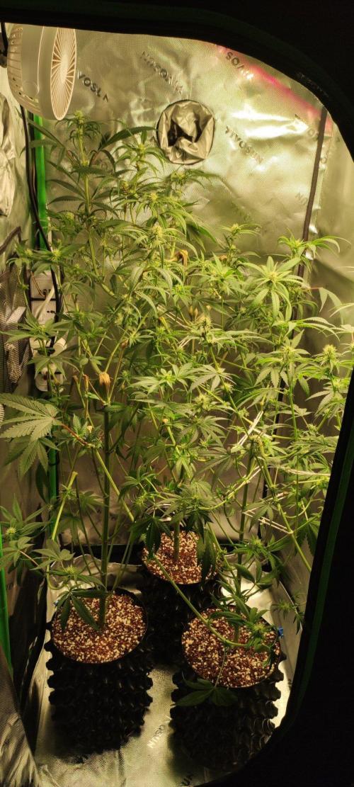 Grateful End OG. Week 8