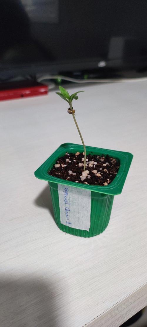 Special Queen #1. Week 0