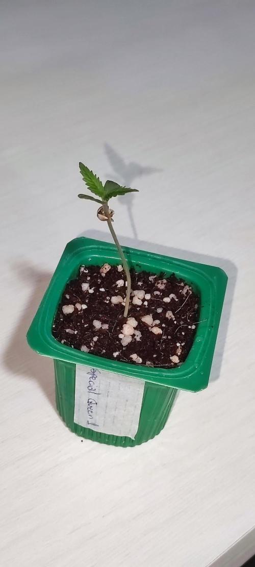 Special Queen #1. Week 0