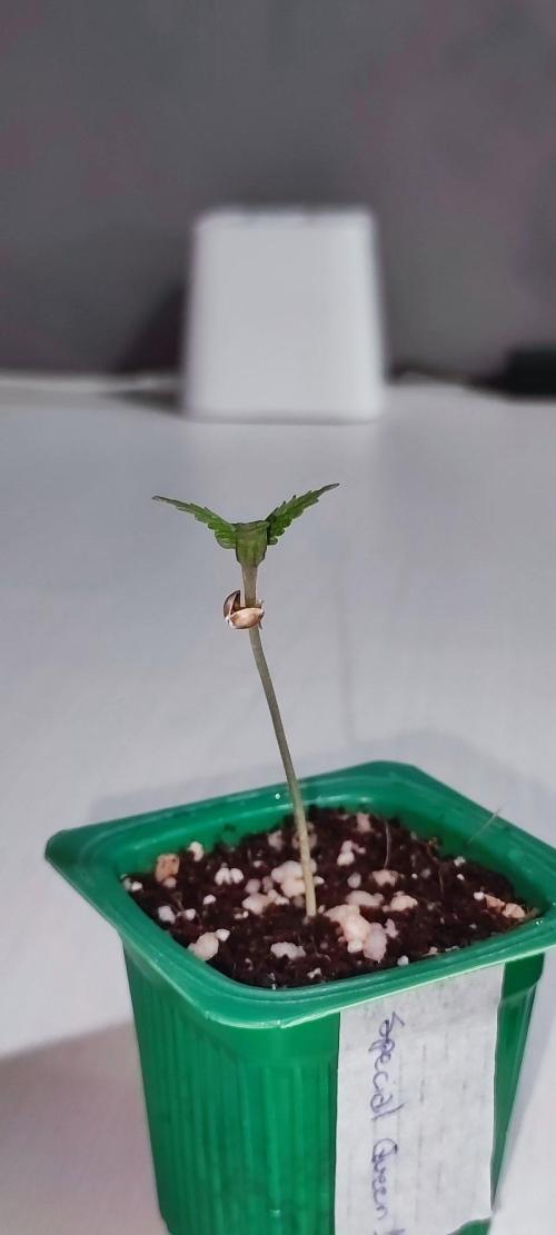 Special Queen #1. Week 0