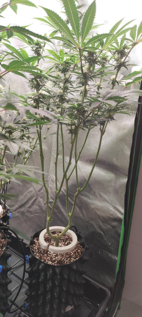 Gorilla Candy. Week 9