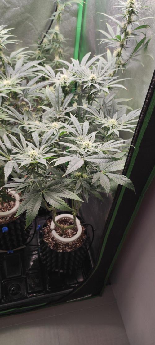 Gorilla Candy. Week 9