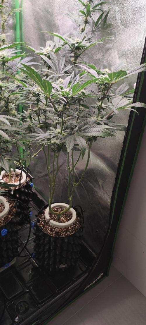 Gorilla Candy. Week 9