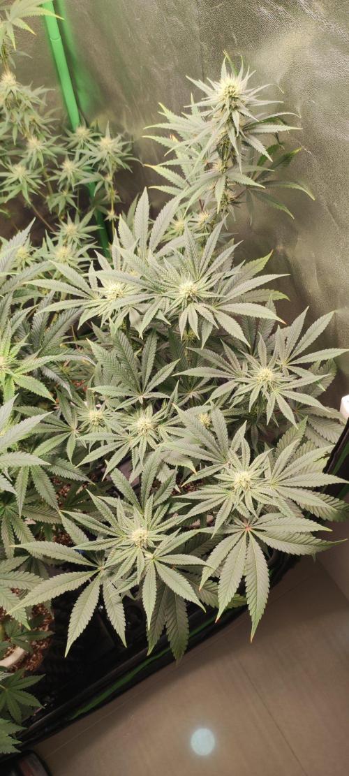 Gorilla Candy. Week 9