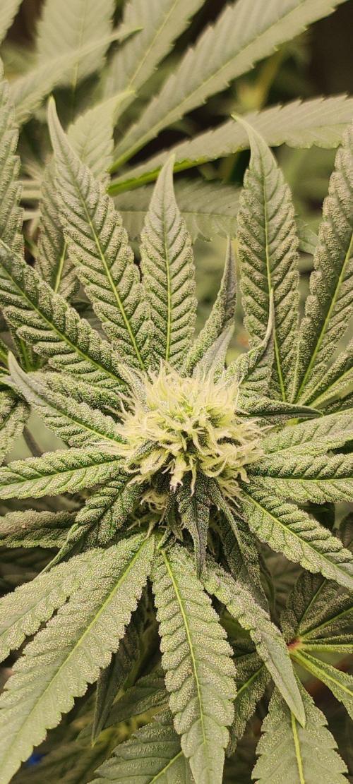 Gorilla Candy. Week 9