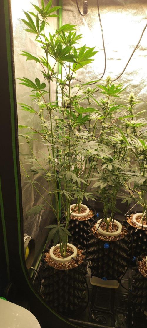 Grape Pie. Week 8
