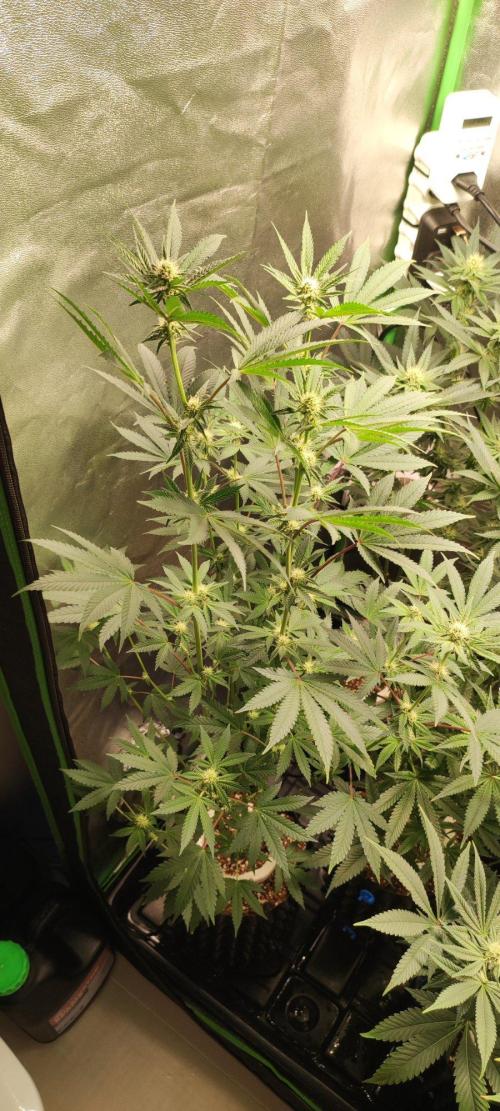 Grape Pie. Week 8