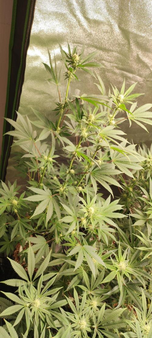 Grape Pie. Week 8