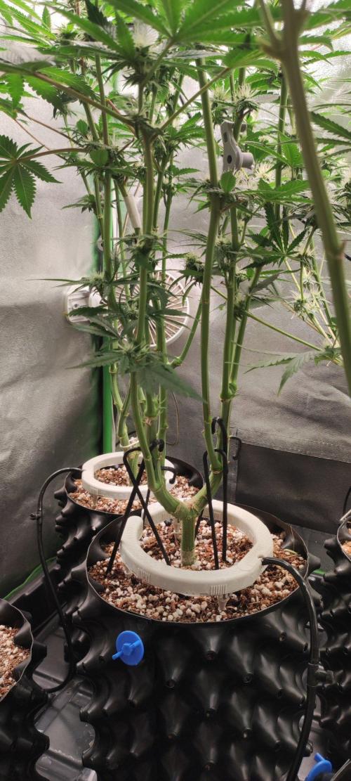 Wedding Cake. Week 9