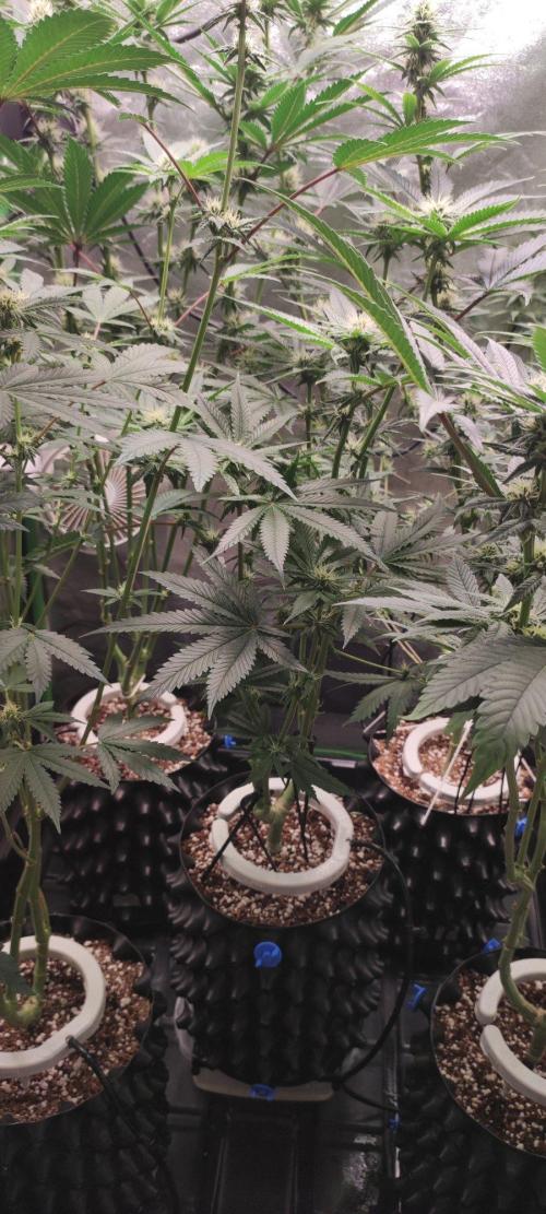 Wedding Cake. Week 9