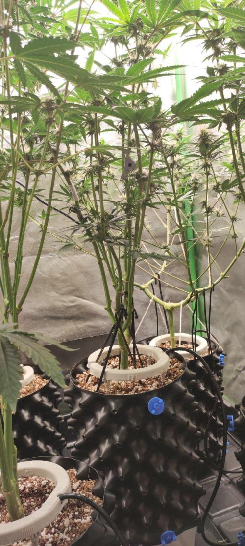 Wedding Cake. Week 9