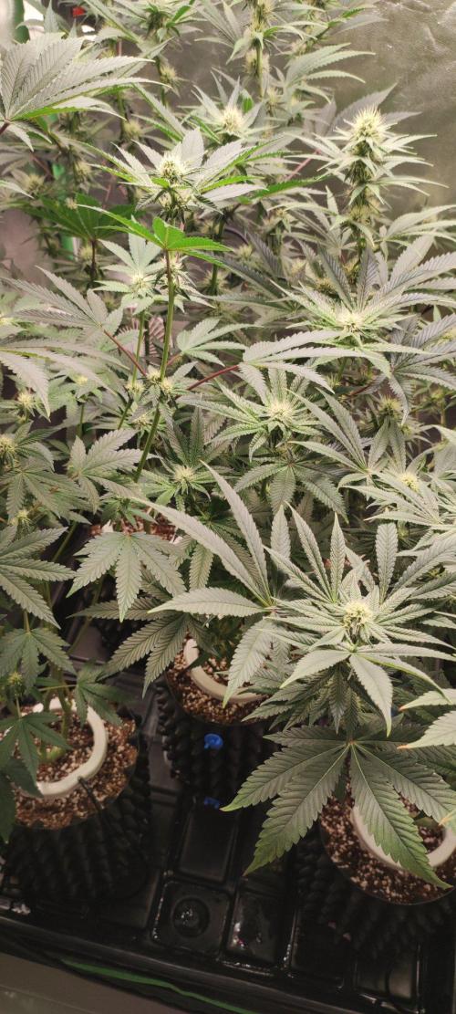 Wedding Cake. Week 9