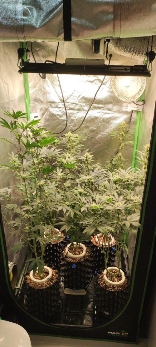 Wedding Cake. Week 9