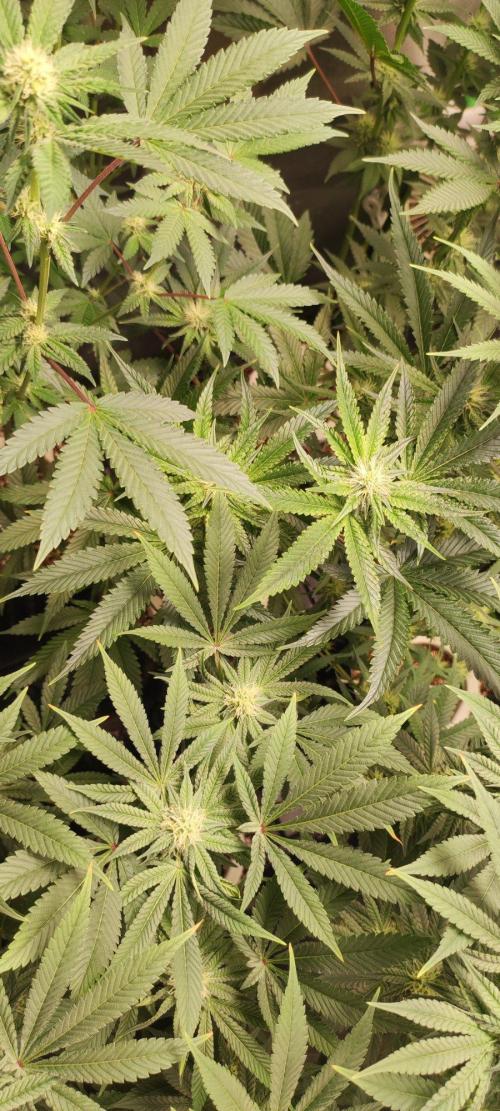 Wedding Cake. Week 9