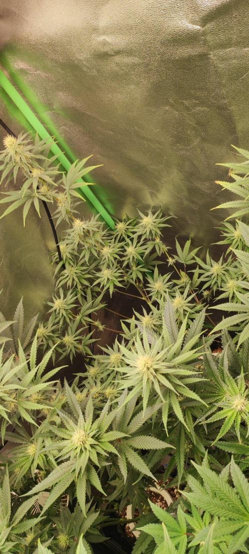 Sherbet. Week 9