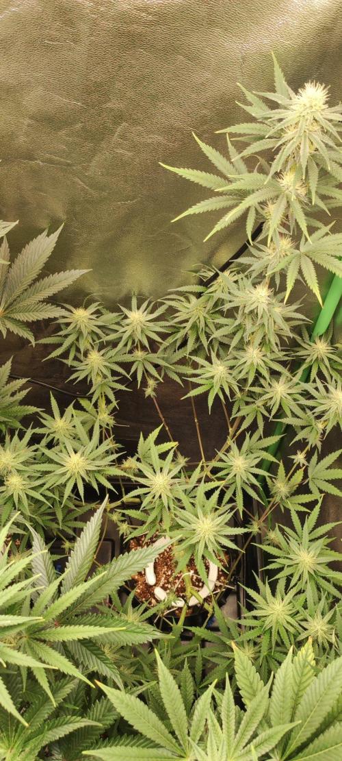 Sherbet. Week 9