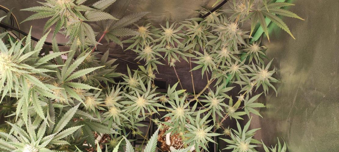 Sherbet. Week 9