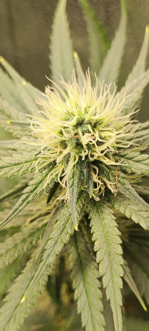 Sherbet. Week 9