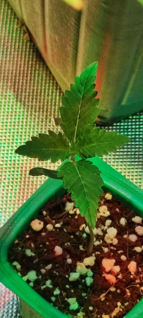 Special Queen #1. Week 0
