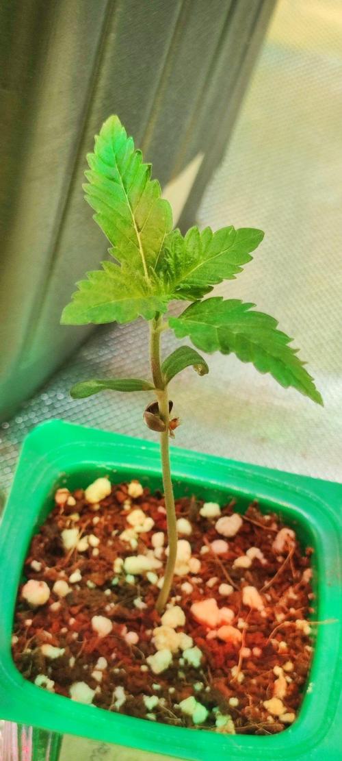 Special Queen #1. Week 0
