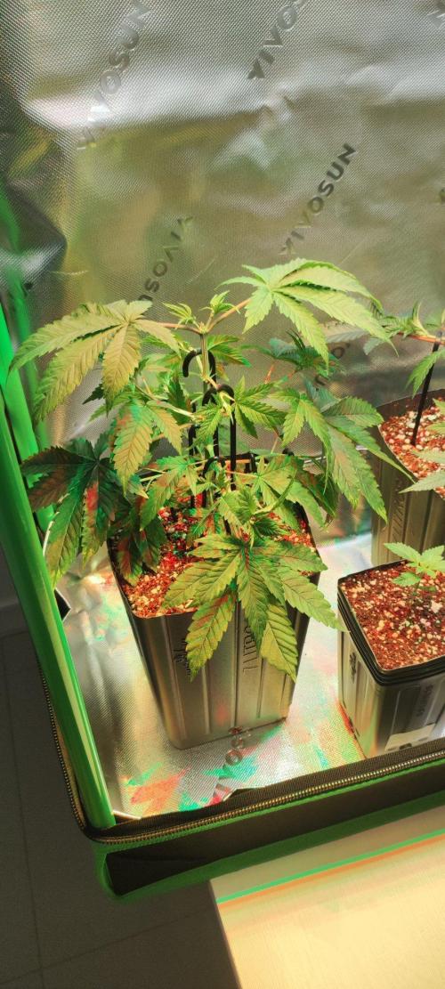 Peach Buddha CBD 🍑. Week 3