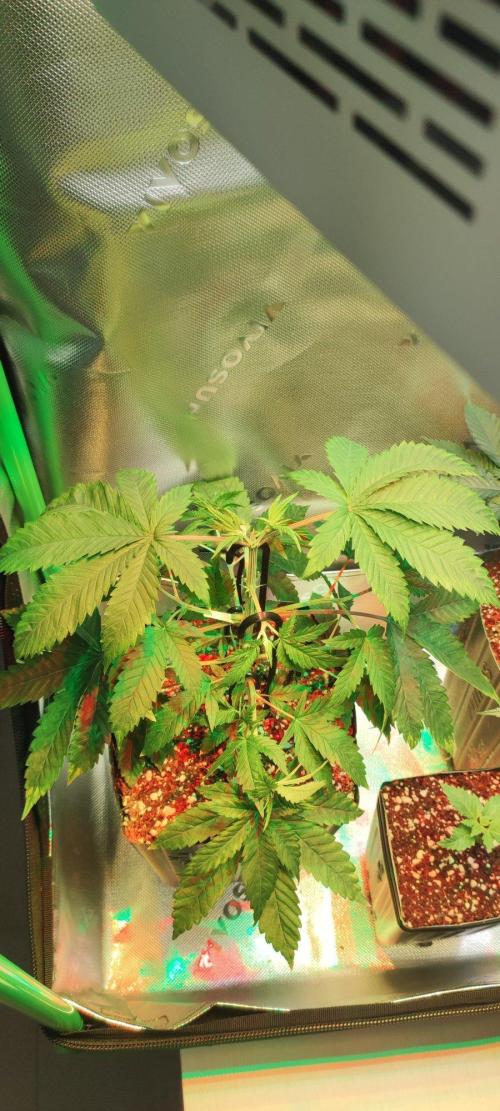 Peach Buddha CBD 🍑. Week 3
