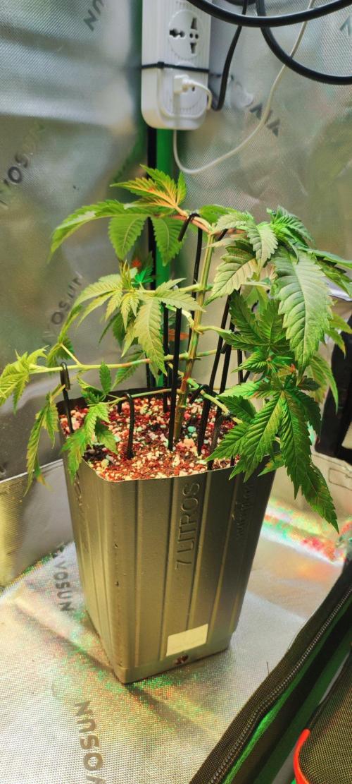 Peach Buddha CBD 🍑. Week 3
