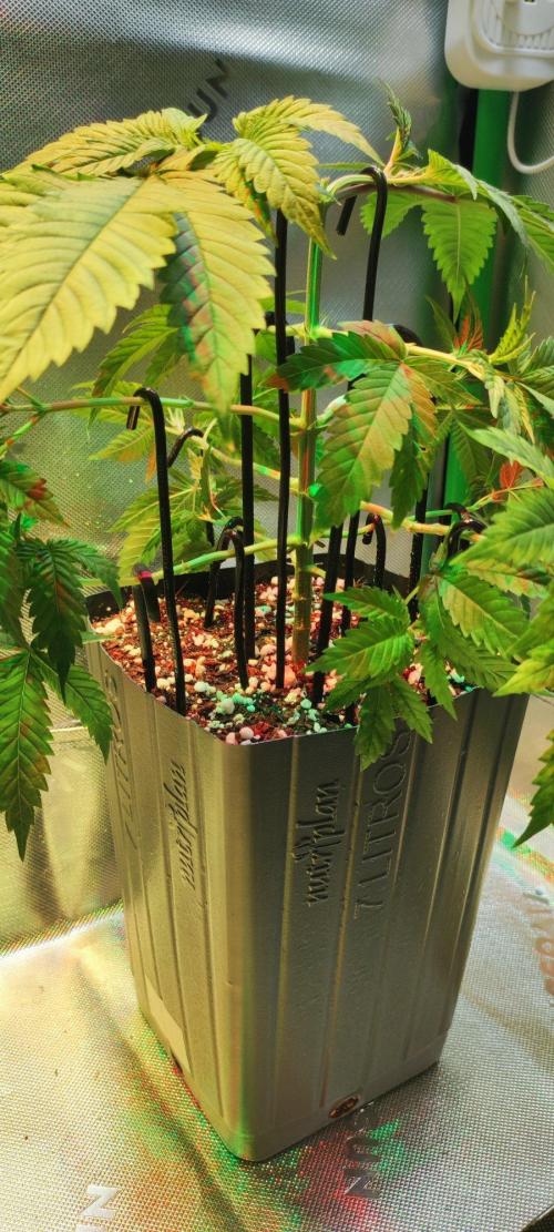 Peach Buddha CBD 🍑. Week 3