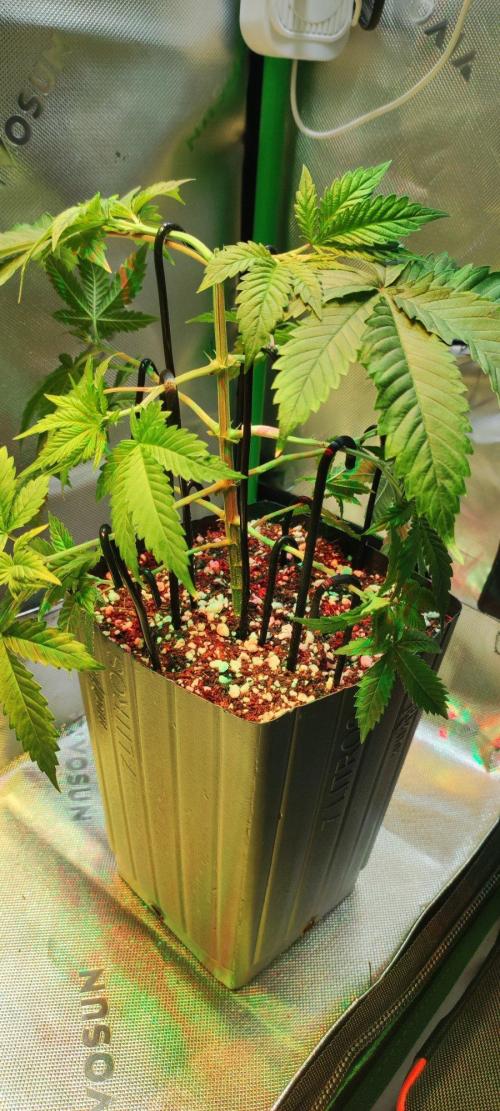 Peach Buddha CBD 🍑. Week 3