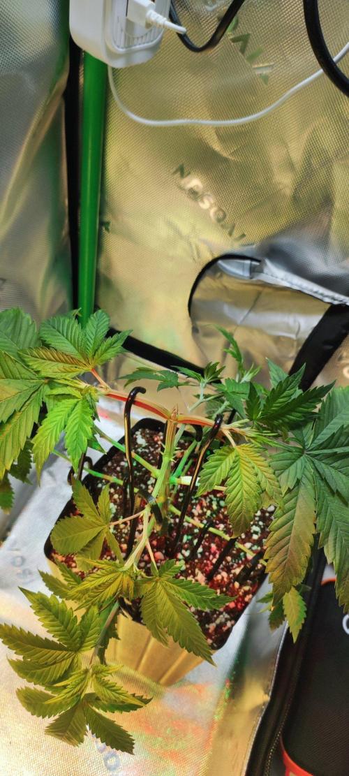 Peach Buddha CBD 🍑. Week 3