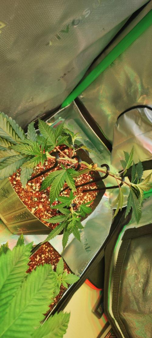 Grape Pie 🍇 *Clone/1. Week 3