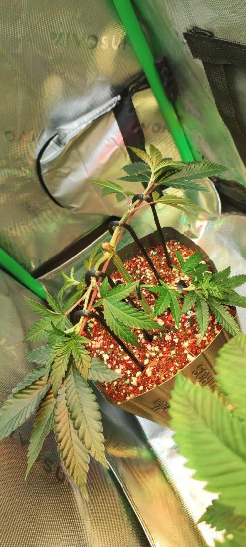 Grape Pie 🍇 *Clone/1. Week 3