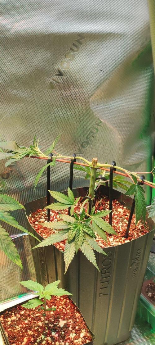 Grape Pie 🍇 *Clone/1. Week 3