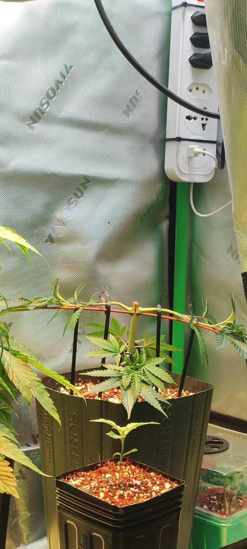 Grape Pie 🍇 *Clone/1. Week 3