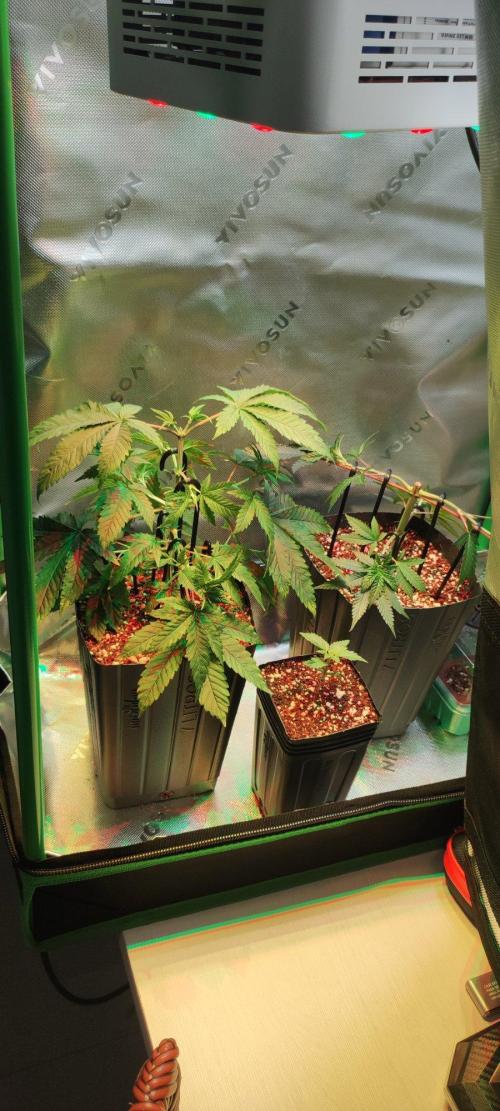 Grape Pie 🍇 *Clone/1. Week 3