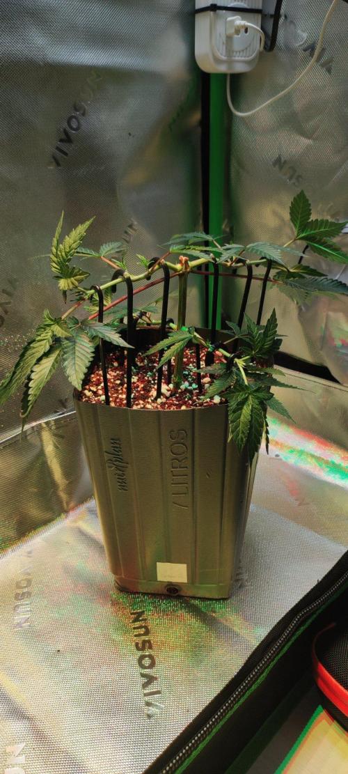 Grape Pie 🍇 *Clone/1. Week 3