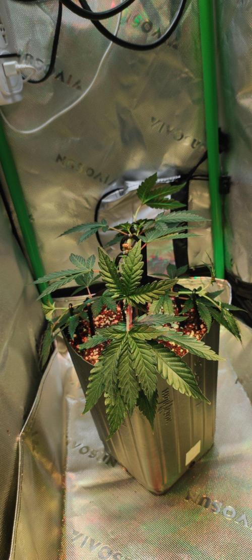 Grape Pie 🍇 *Clone/1. Week 3