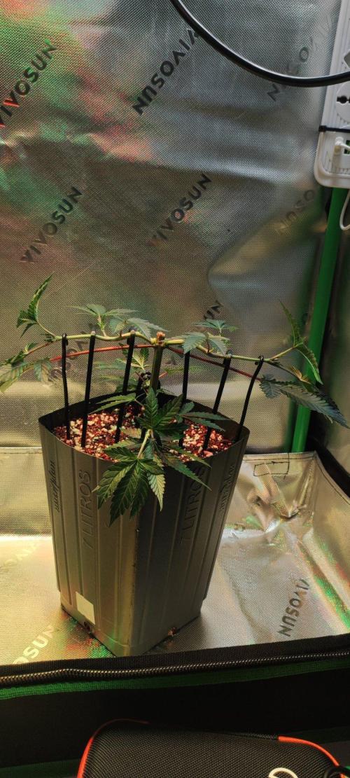 Grape Pie 🍇 *Clone/1. Week 3