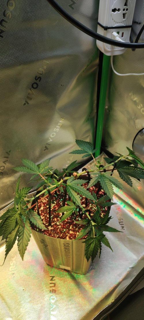 Grape Pie 🍇 *Clone/1. Week 3