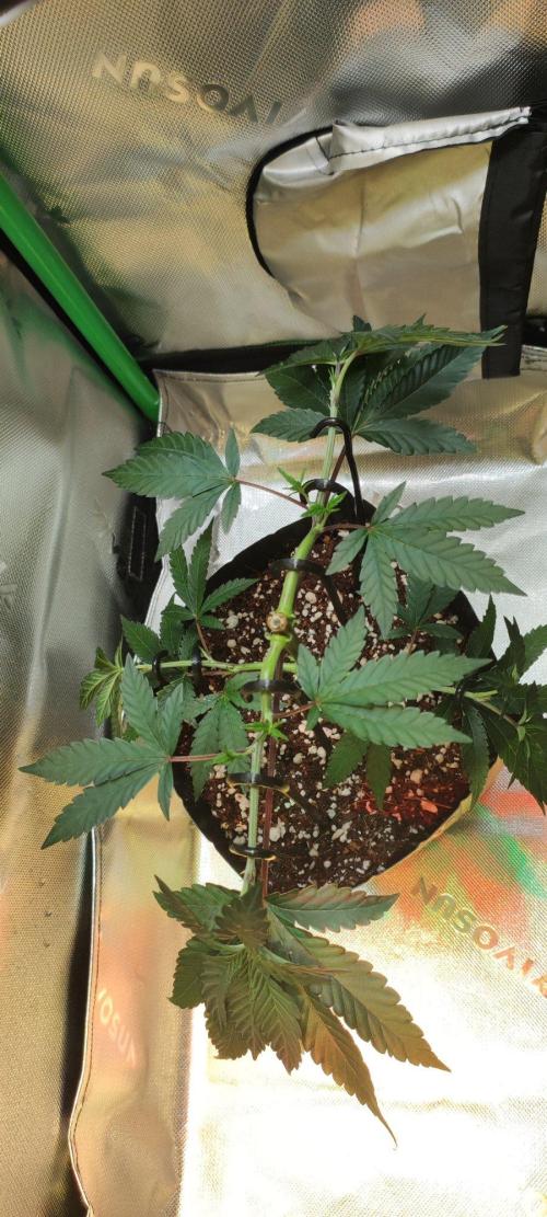 Grape Pie 🍇 *Clone/1. Week 3