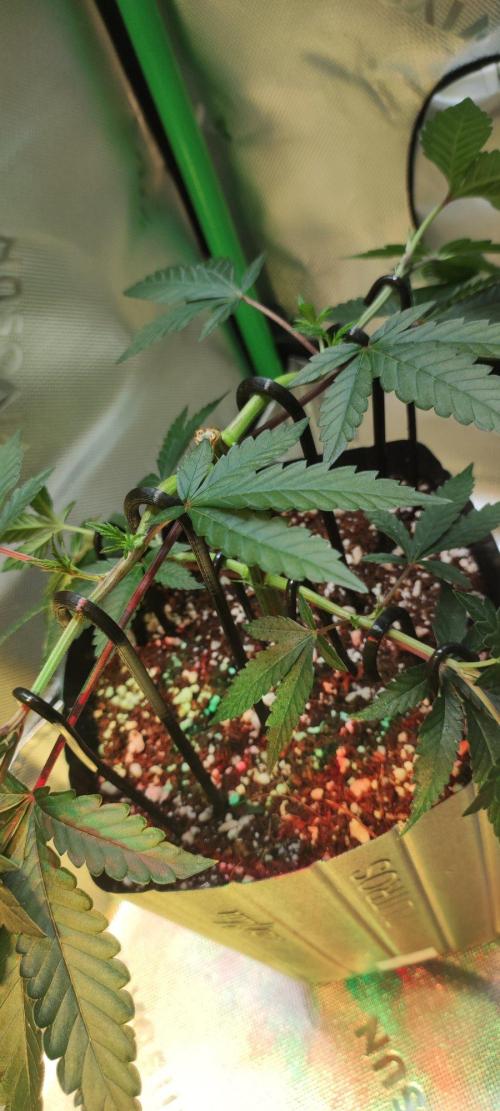 Grape Pie 🍇 *Clone/1. Week 3