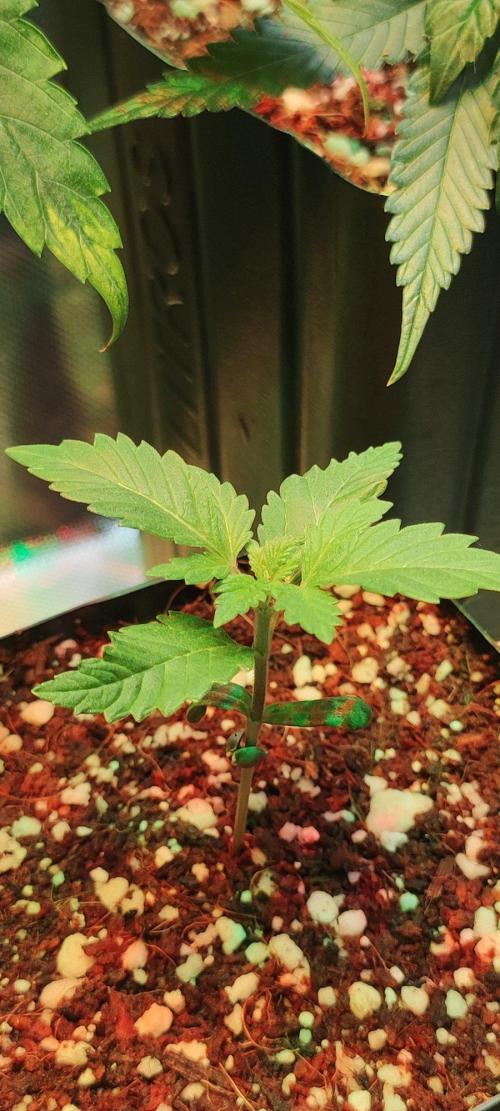 Special Queen #1. Week 1